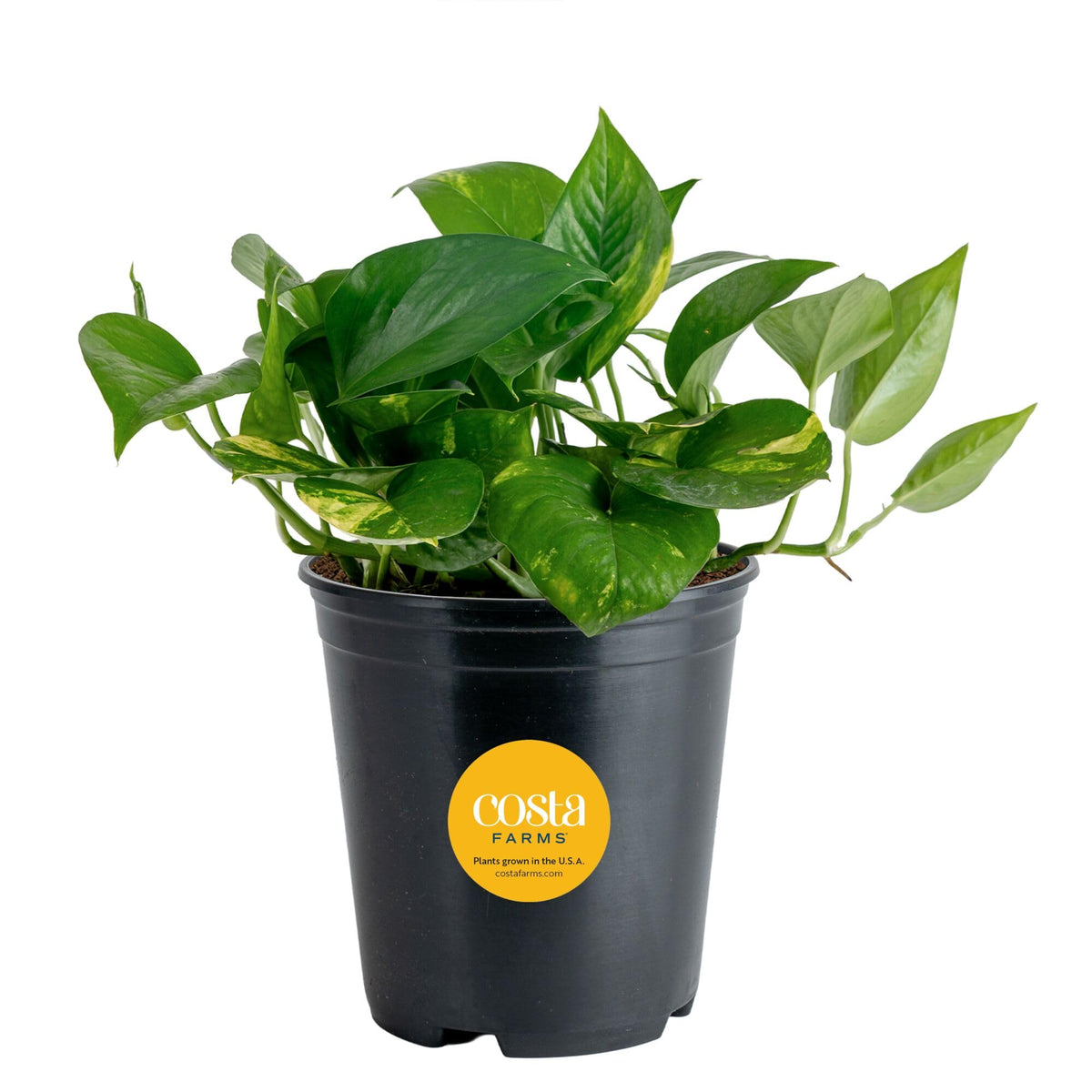 Costa Farms Golden Pothos leaves close-up showing variegation for elegant home decor.