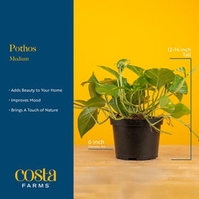 Costa Farms Golden Pothos thriving in low-light indoor spaces.