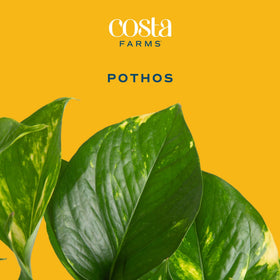 Costa Farms Golden Pothos in 6-inch pot ready for desk display.