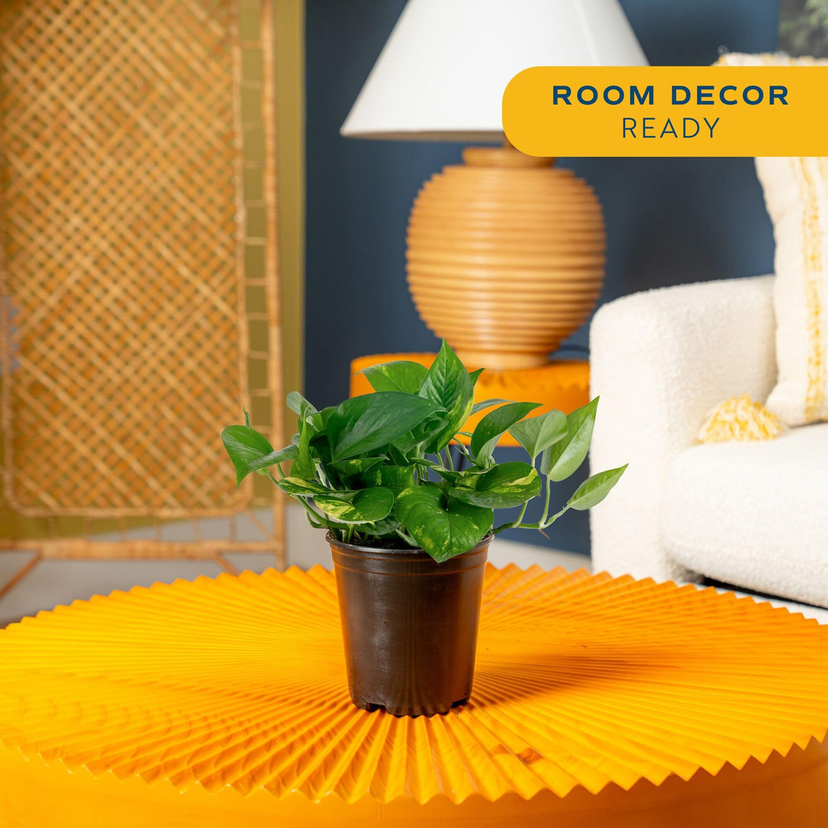 Costa Farms Golden Pothos trailing vine ideal for shelves or hanging planters.
