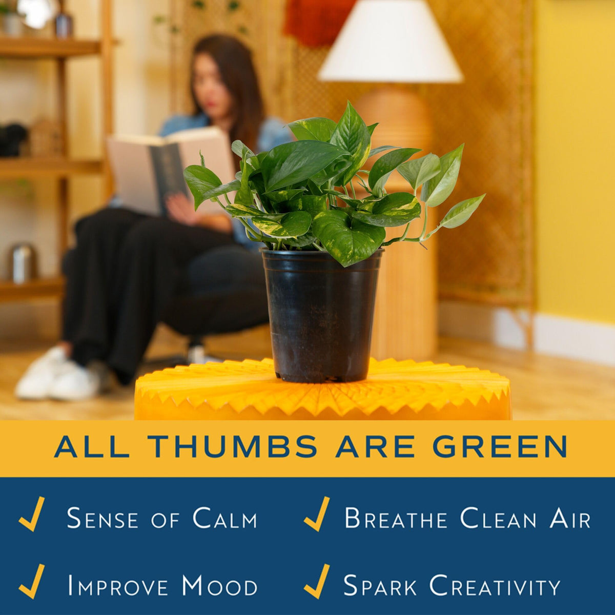 Costa Farms Golden Pothos on a windowsill adding color and life.