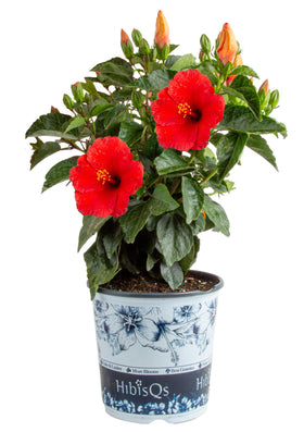 Costa Farms Hibiscus red bloom close-up for vibrant patio color
