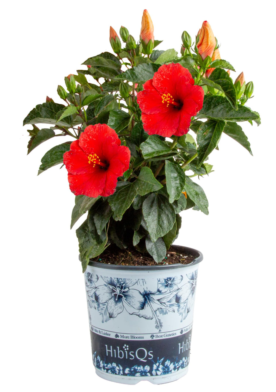 Costa Farms Hibiscus red bloom close-up for vibrant patio color