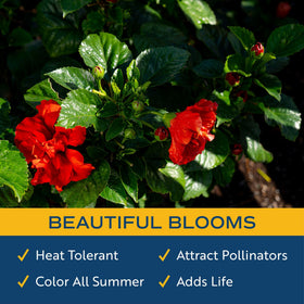 Costa Farms Hibiscus red container garden specimen with bold color