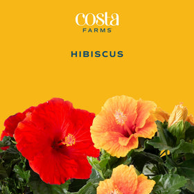 Costa Farms Hibiscus red plate bloom in sunlit garden display