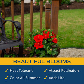 Costa Farms Hibiscus red flowers on deck create a focal point