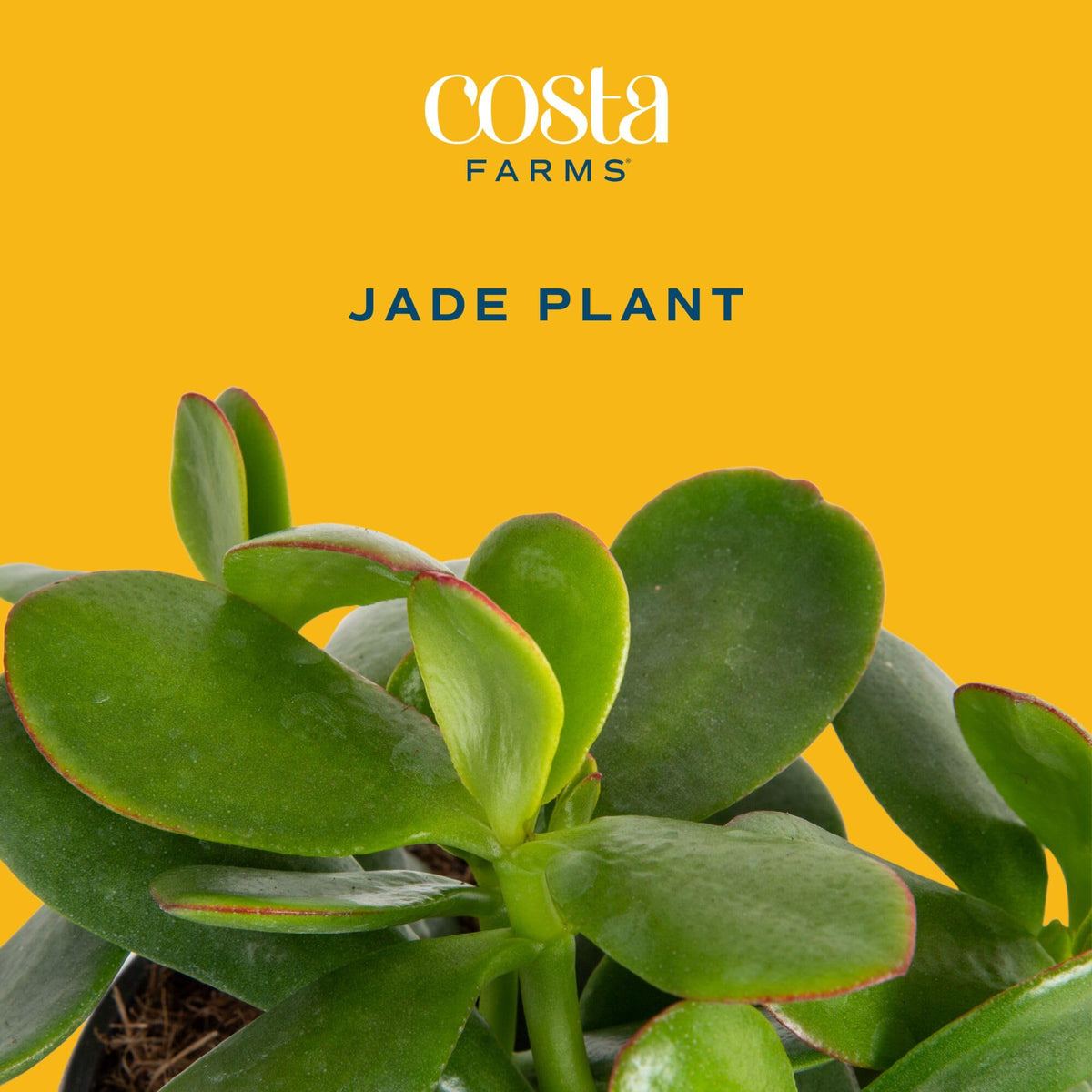 Costa Farms Jade Live Plant close-up of lush oval leaves