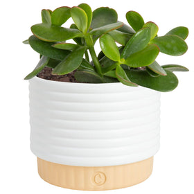 Costa Farms Jade Live Plant in a decorative pot brightens any room