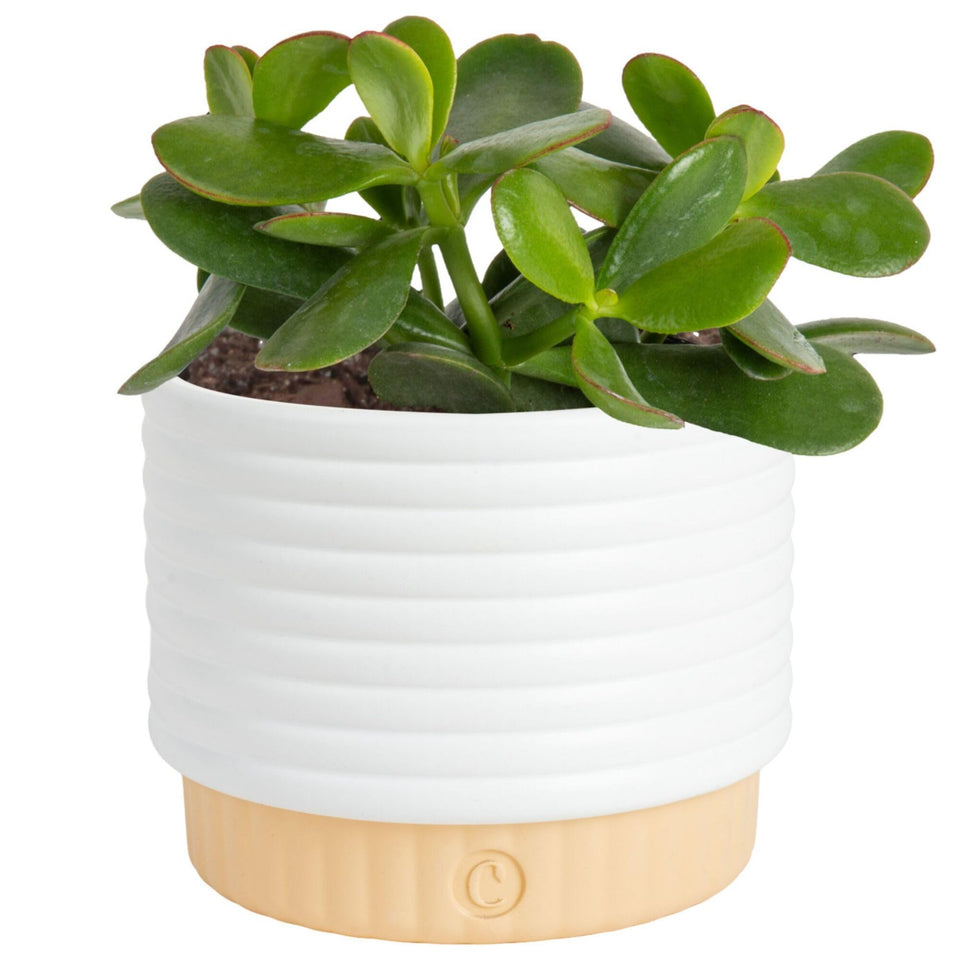 Costa Farms Jade Live Plant in a decorative pot brightens any room