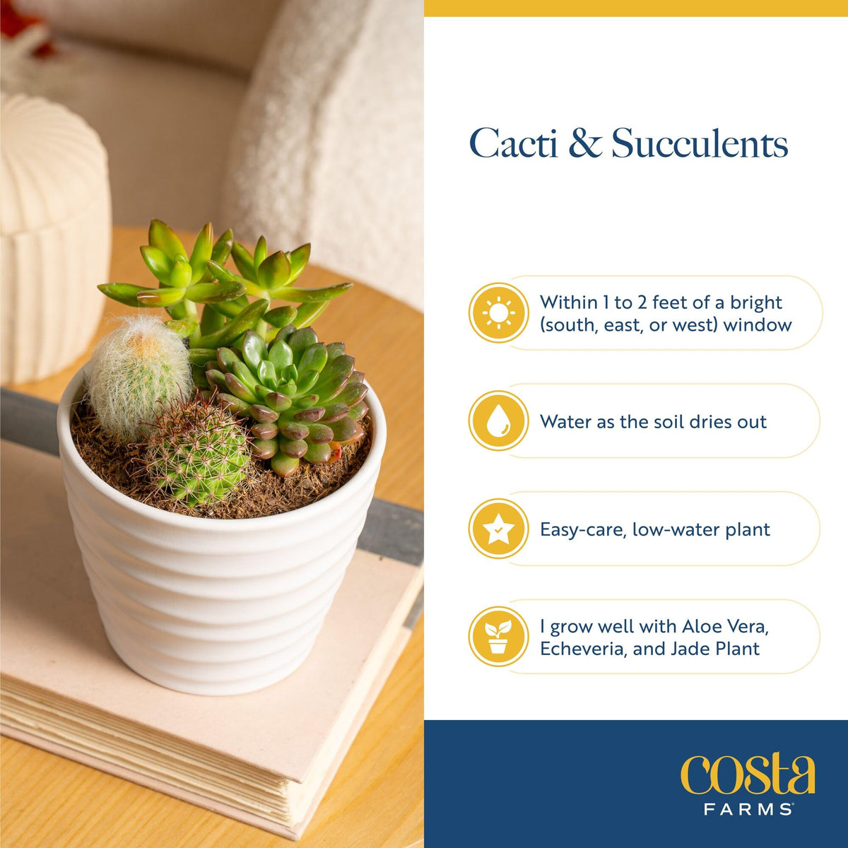 Costa Farms Jade Live Plant gift-ready for any occasion