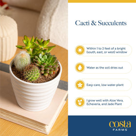 Costa Farms Jade Live Plant gift-ready for any occasion
