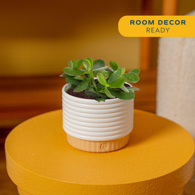 Costa Farms Jade Live Plant on an office desk adds natural charm