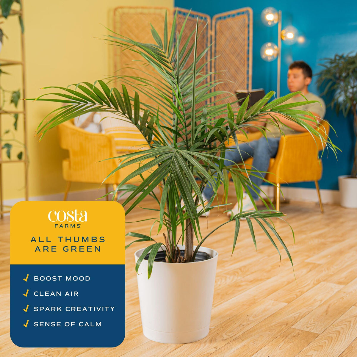 Majesty Palm in a large decorative pot serves as a statement piece for spacious rooms