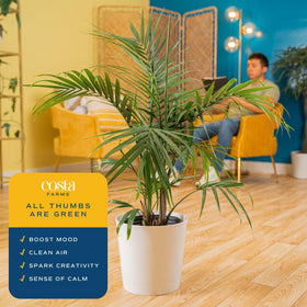 Majesty Palm in a large decorative pot serves as a statement piece for spacious rooms