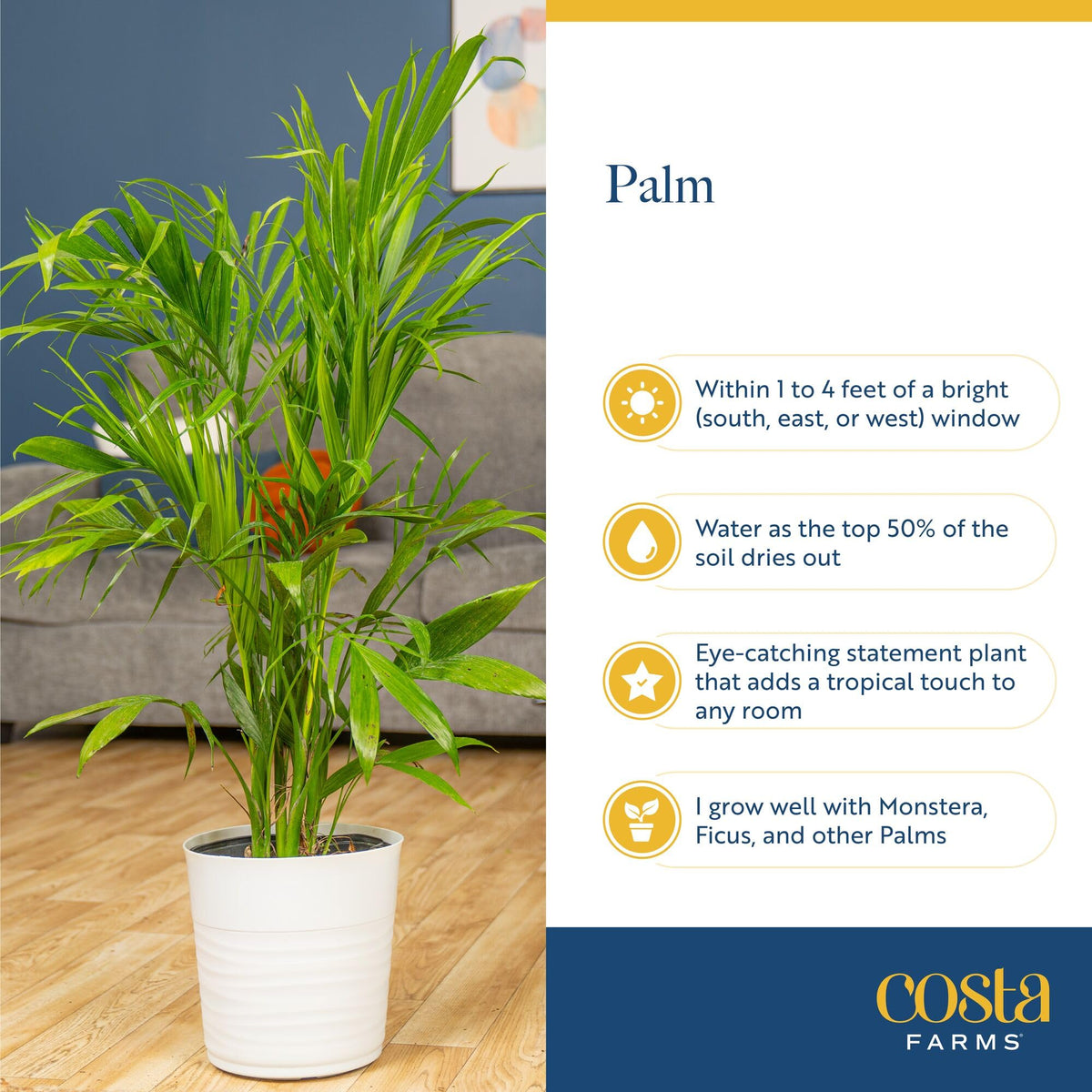 Costa Farms Majesty Palm arrives securely packaged for safe delivery to your doorstep