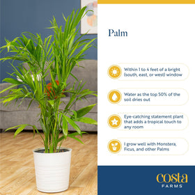 Costa Farms Majesty Palm arrives securely packaged for safe delivery to your doorstep