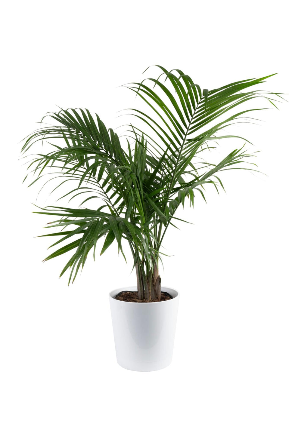 Costa Farms Majesty Palm in decorative pot with lush green fronds for a bold living room focal point