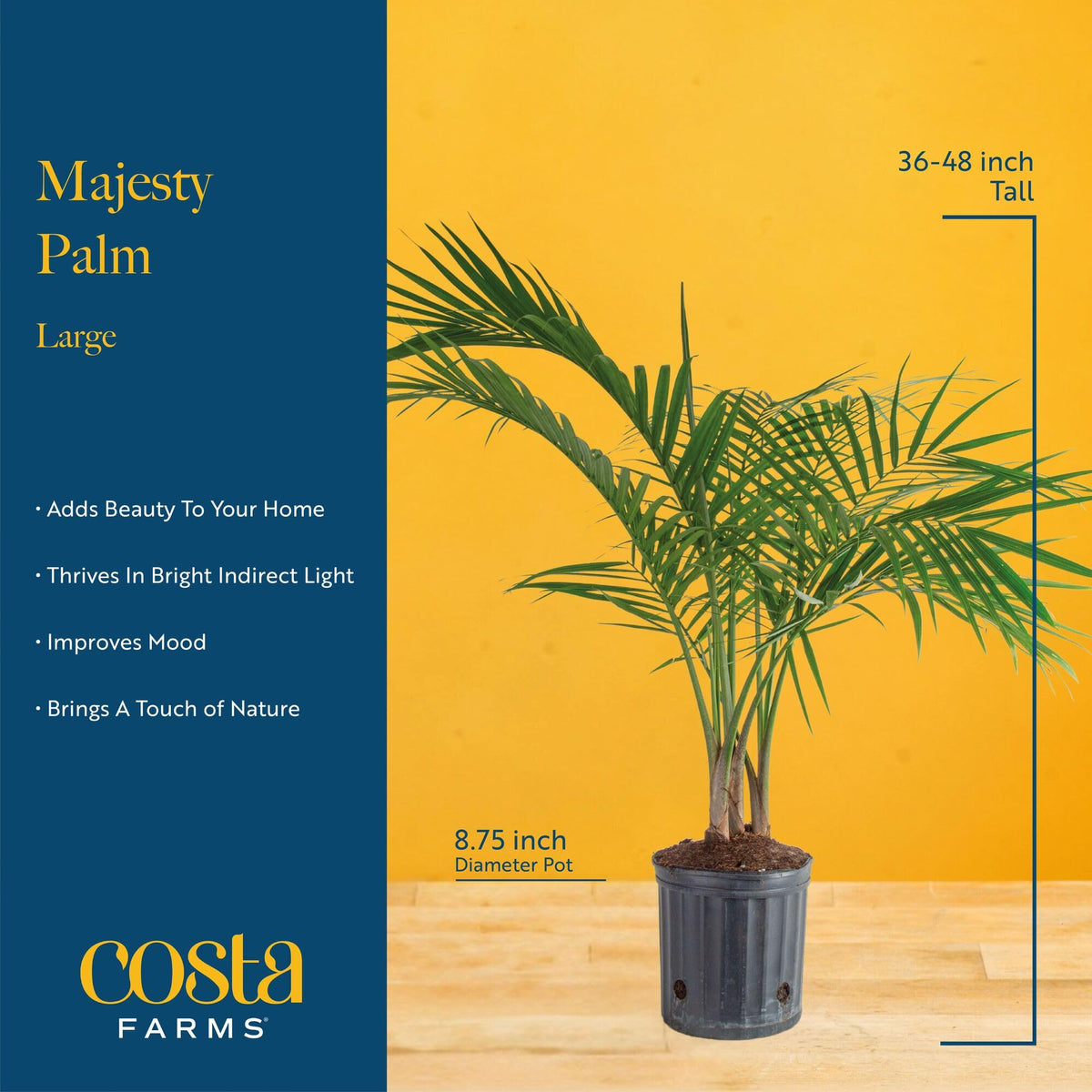 Costa Farms Majesty Palm showcases dense foliage perfect for creating a calming indoor backdrop