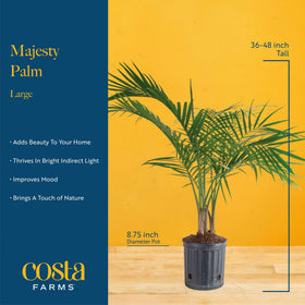 Costa Farms Majesty Palm showcases dense foliage perfect for creating a calming indoor backdrop