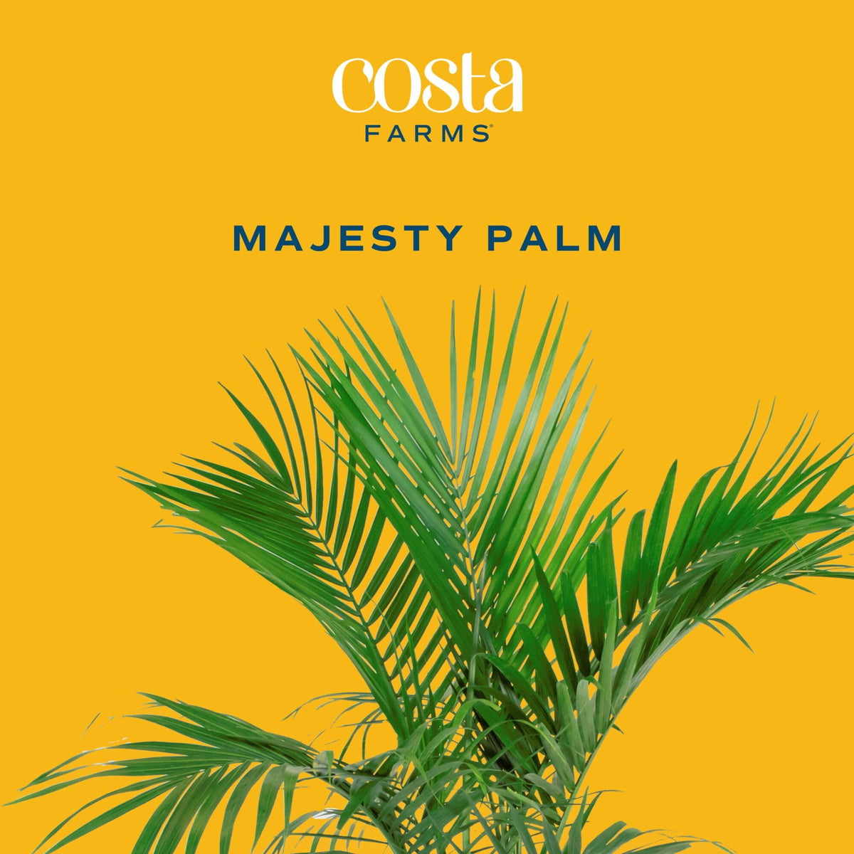 Majesty Palm in a 10-inch pot brightens entryways with a stately, air-purifying presence