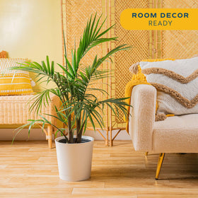 Costa Farms Majesty Palm stands tall in an office setting, adding tropical elegance and height