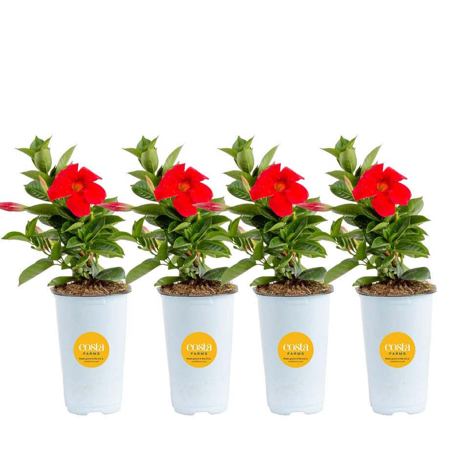 Costa Farms Mandevilla red blooms brighten sunlit patios and balconies.