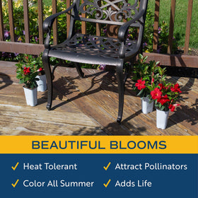 Costa Farms Mandevilla thrives in full sun and is hardy for warm climates.