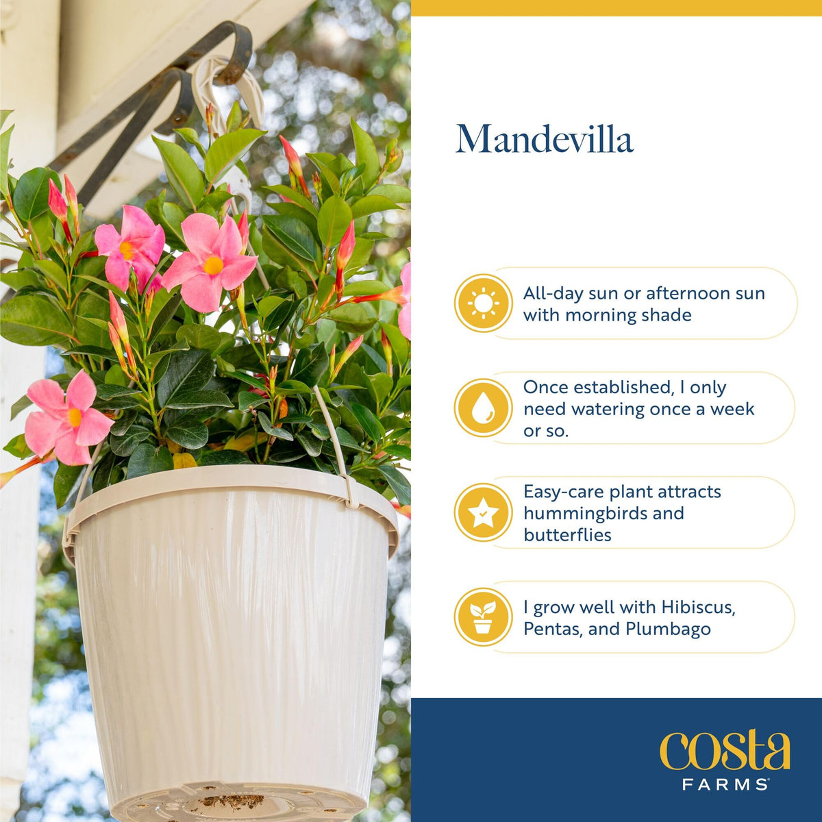 Costa Farms Mandevilla heat-tolerant vines for sunny patios