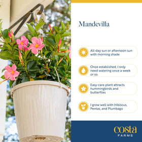 Costa Farms Mandevilla heat-tolerant vines for sunny patios