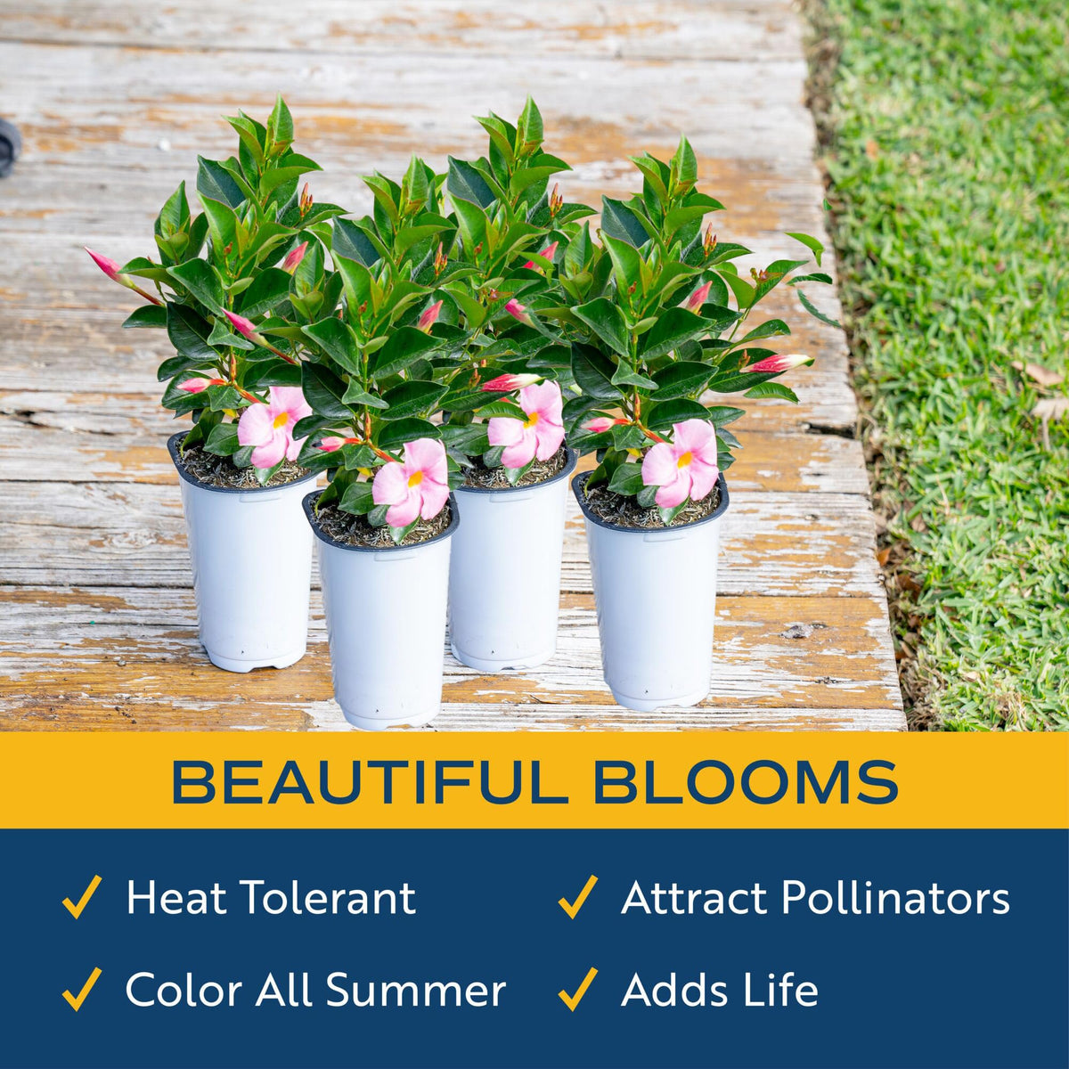 Costa Farms Mandevilla one point five pint pot pack ready to plant
