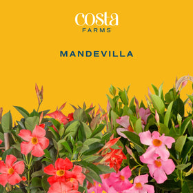 Costa Farms Mandevilla 4-pack enhances outdoor spaces with tropical drama.