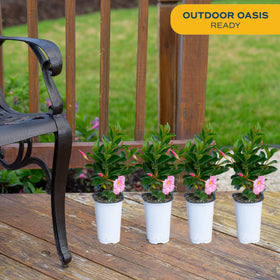 Costa Farms Mandevilla pink bloom in pot enhances balcony styling