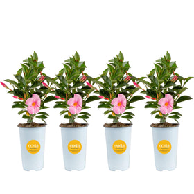 Costa Farms Mandevilla pink bloom on trellis adds vibrant patio color
