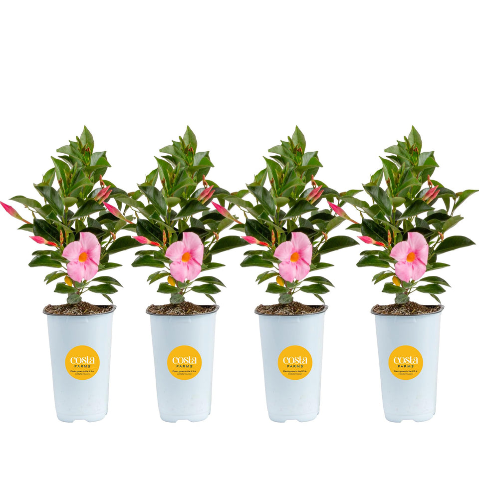 Costa Farms Mandevilla pink bloom on trellis adds vibrant patio color
