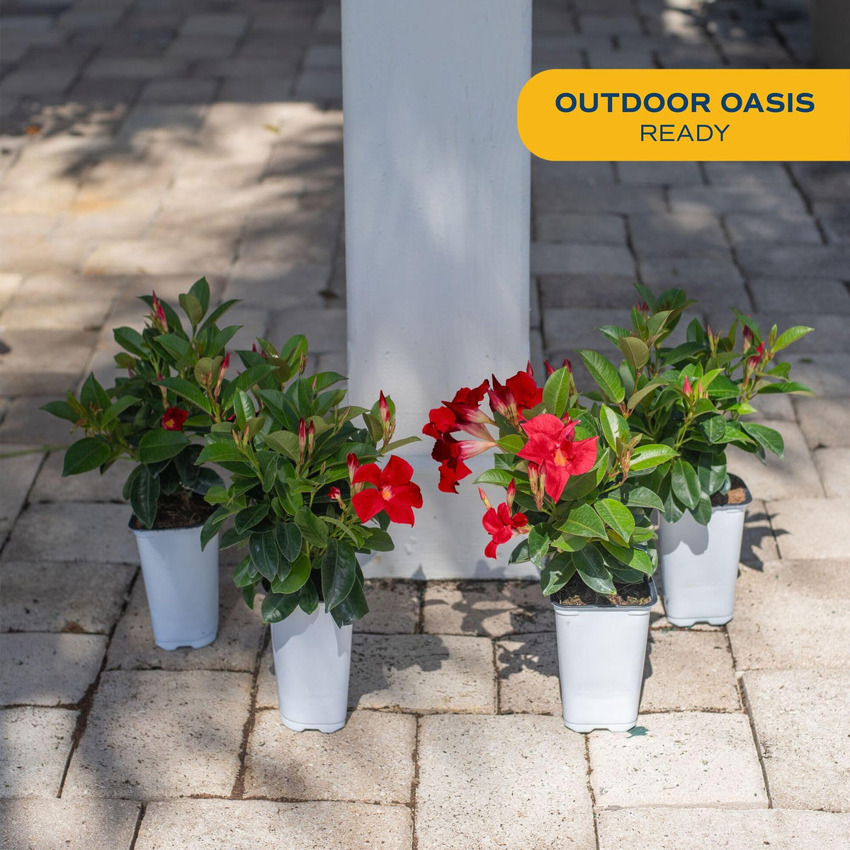 Costa Farms Mandevilla vines climb a trellis adding dramatic red color.