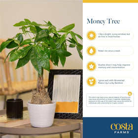 Costa Farms Money Tree braided trunk as focal point in modern interior