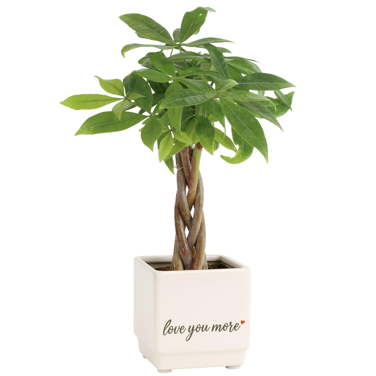 Costa Farms Money Tree with braided trunk in decorative pot enhances indoor decor