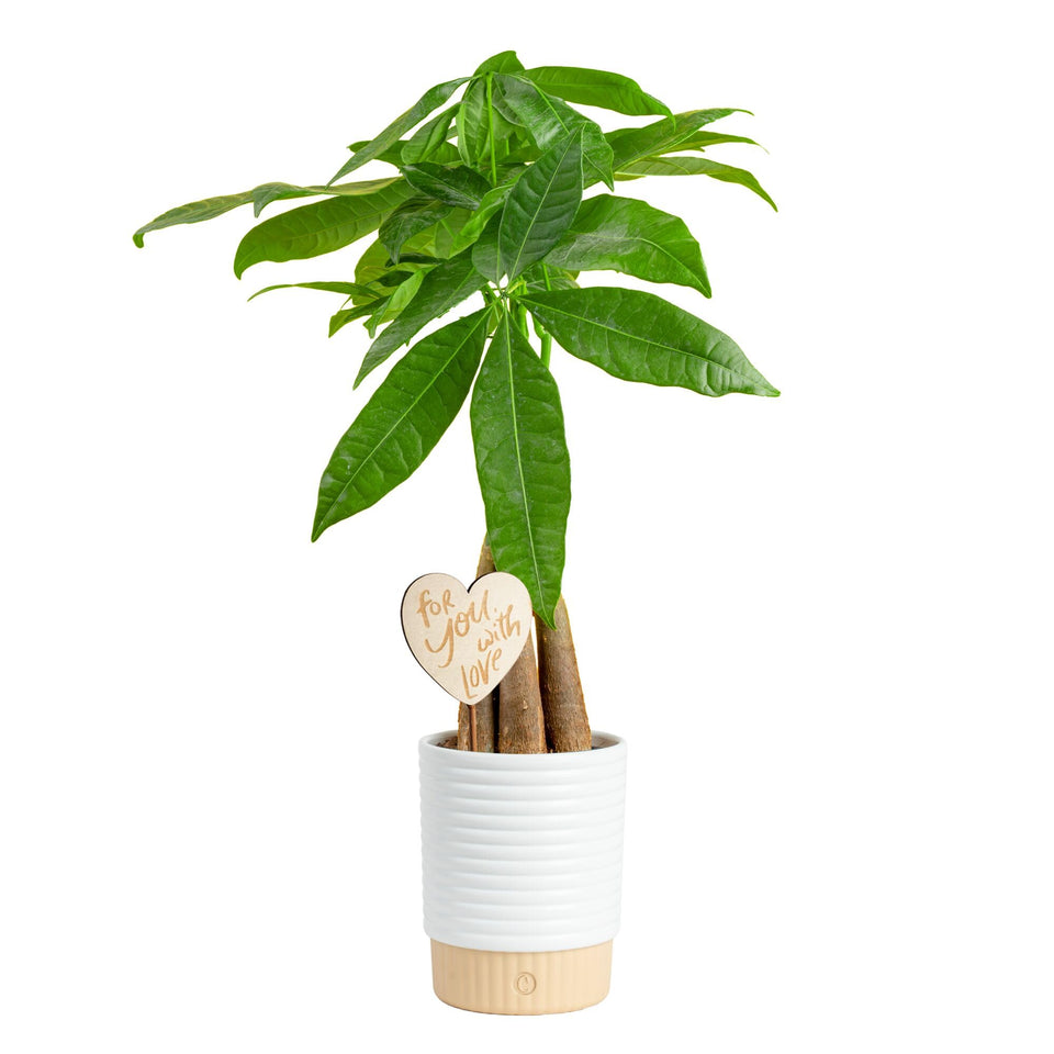 Costa Farms Money Tree with braided trunk and heart decor for a lasting gift.