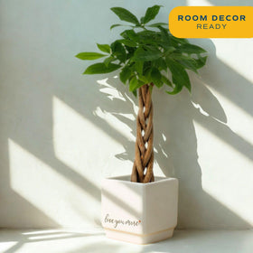 Costa Farms Money Tree green foliage adds fresh air and vibrant room color