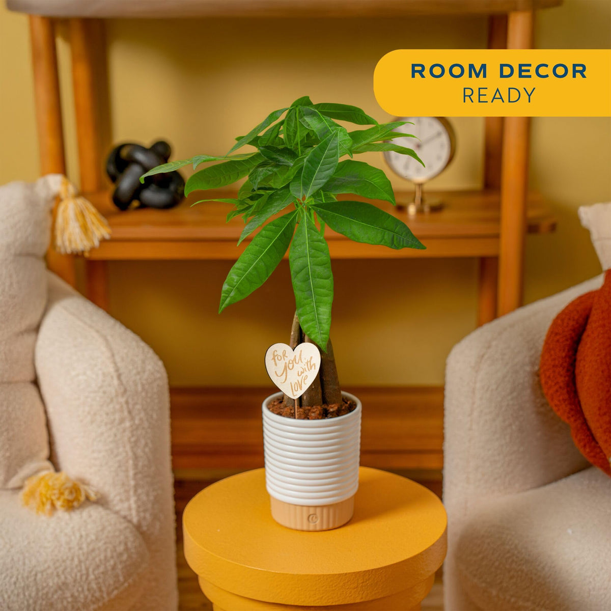 Costa Farms Money Tree heart decoration adds a thoughtful gift touch.
