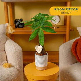 Costa Farms Money Tree heart decoration adds a thoughtful gift touch.