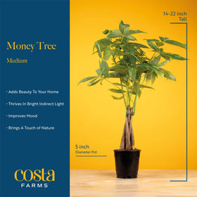 Costa Farms Money Tree thrives in indirect light for easy care.