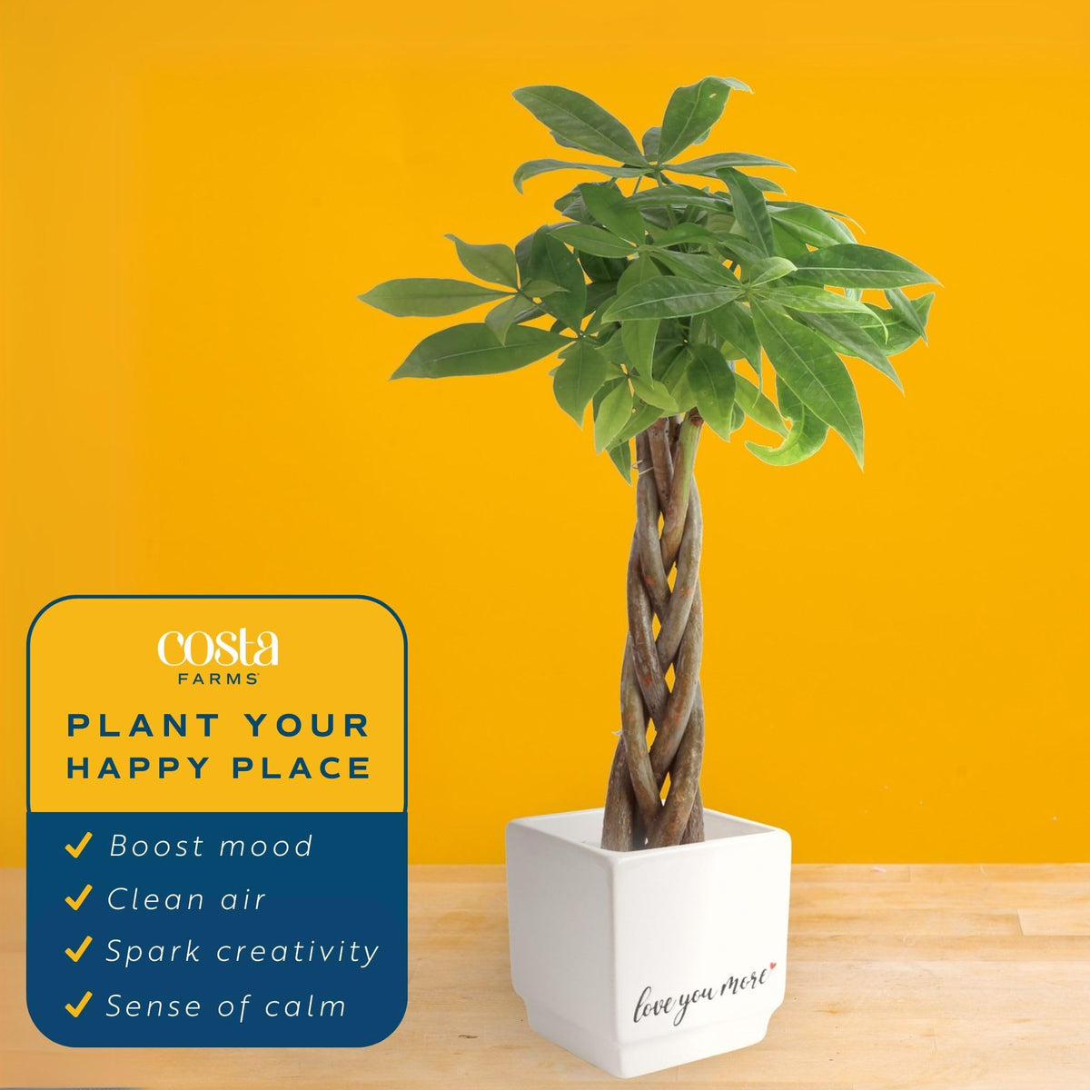 Costa Farms Money Tree living room display brings calming natural beauty