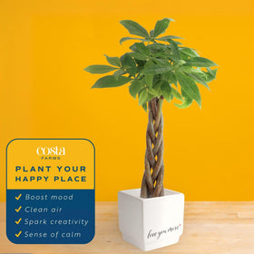 Costa Farms Money Tree living room display brings calming natural beauty