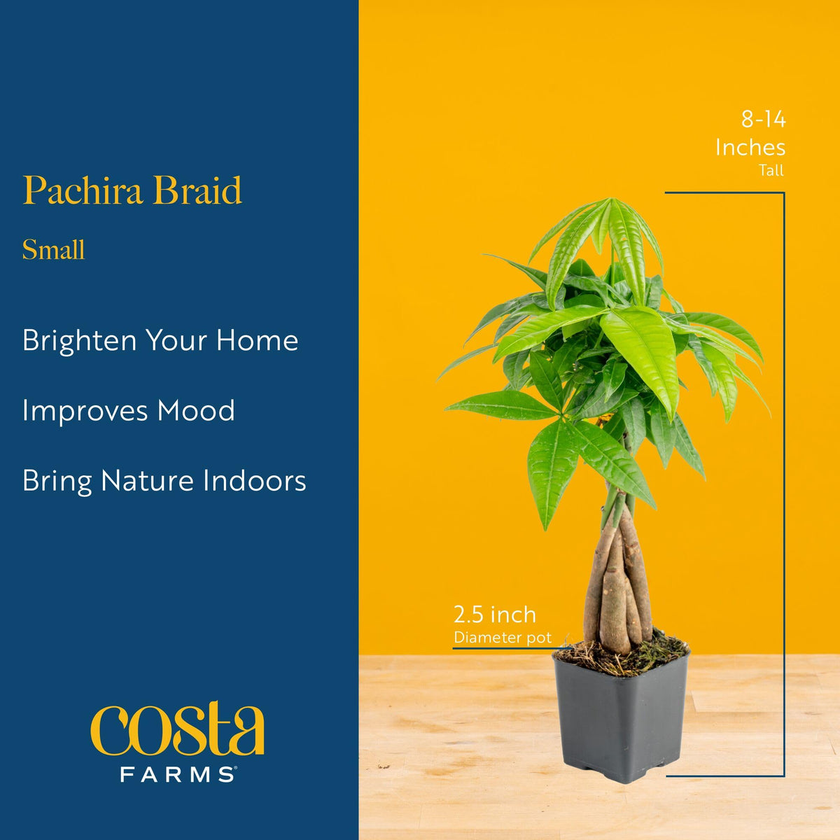 Costa Farms Money Tree on a desk boosts mood and focus