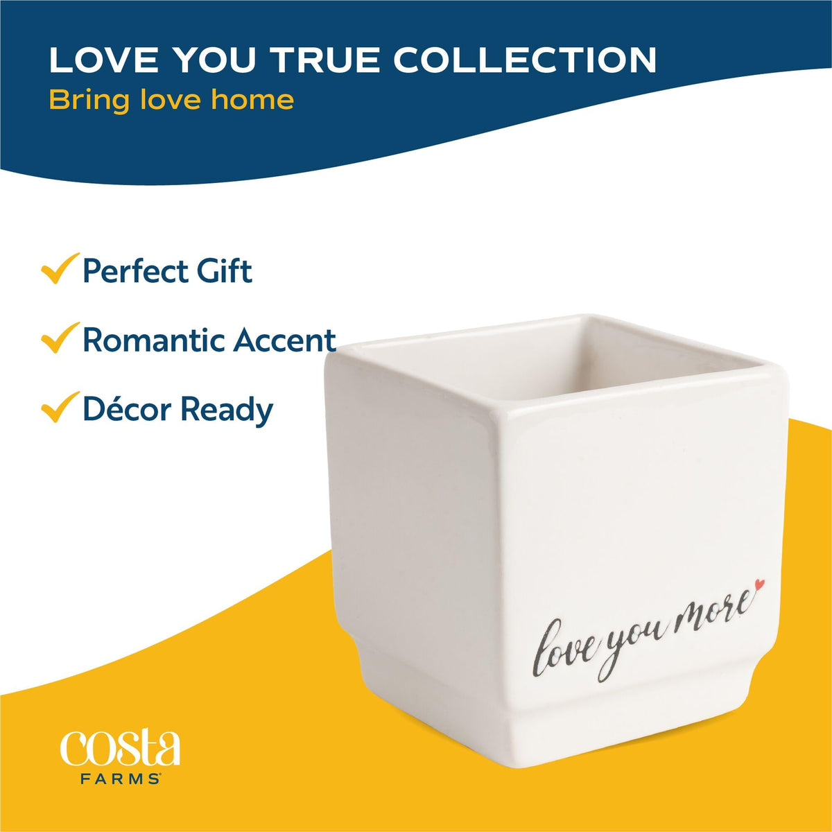 Costa Farms Money Tree packaging ensures safe arrival and ready display