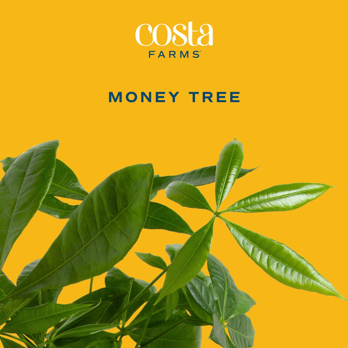 Costa Farms Money Tree pet-friendly plant suitable for homes with pets.