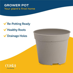 Costa Farms no-drainage-hole pot helps prevent spills
