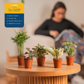 Costa Farms office desk decoration with compact plants for workspace