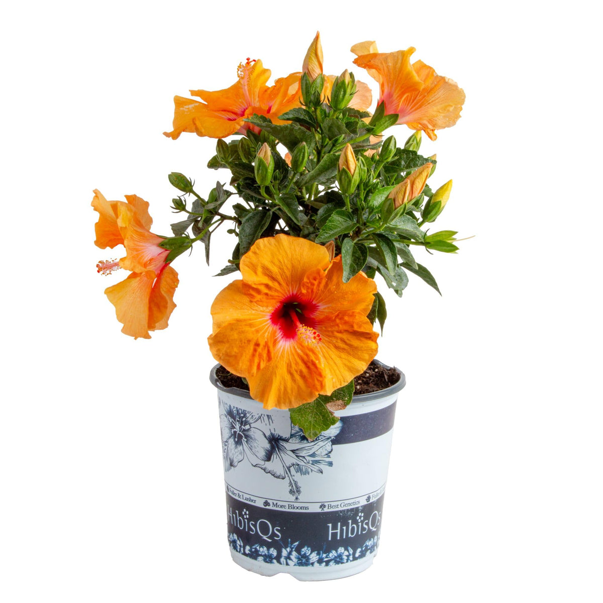 Costa Farms Orange Hibiscus bloom close-up for tropical color.